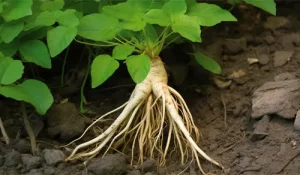 Ginseng2