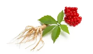 Ginseng3